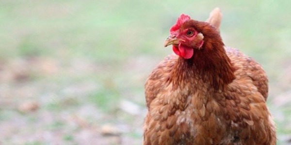 Allevare una gallina domestica! Strano…ma conviene!